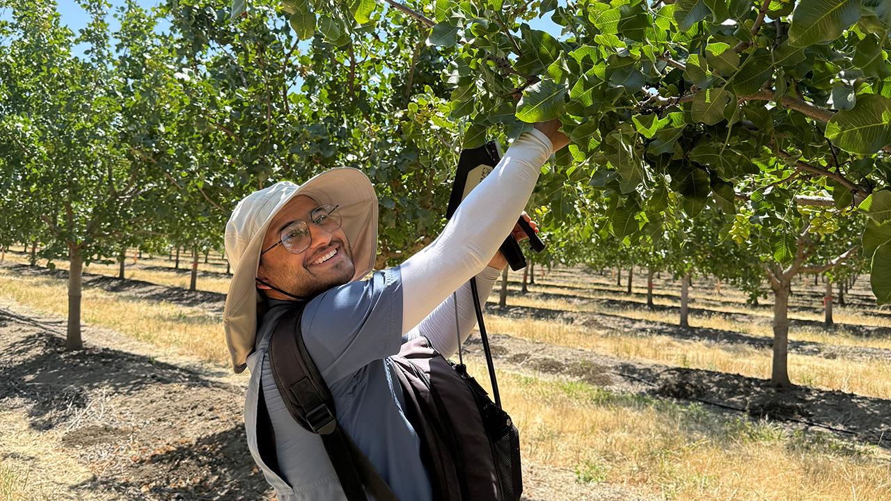 close-up of a man in an orchard, wearing a hat and reaching up into green leaves.
