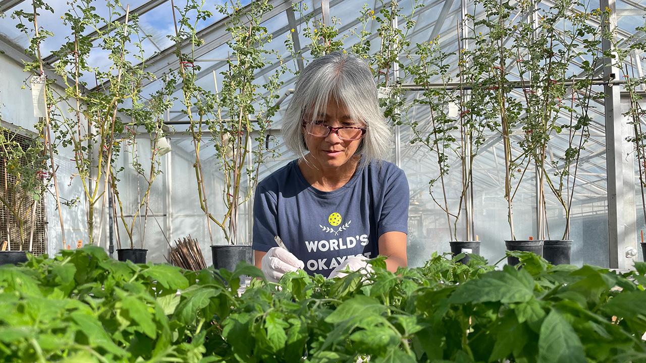 Woman inside a greenhouse, bent over small green plants