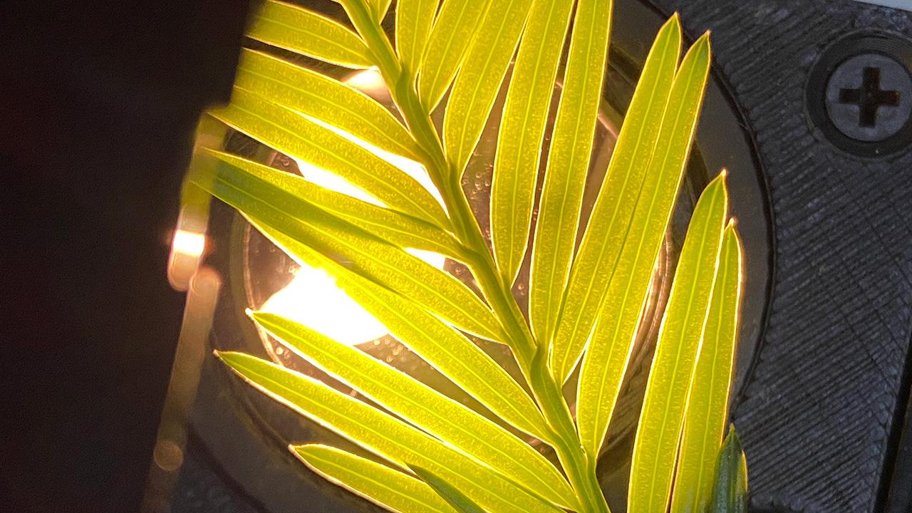 Close-up of a frond of small, slim leaves. They look yellow-green because a light is behind them, coming from a circular opening in a dark, square, metal light fixture. UC Davis Department of Plant Sciences