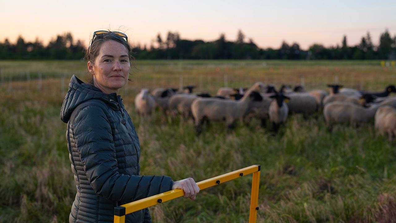 Woman in foreground in a broad pasture. Sheed in mid-range with trees along far horizon.