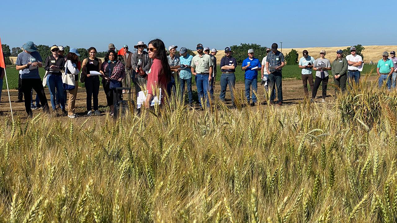 Crowd of people line the edge of a field of golden grain, listening to a woman talking.