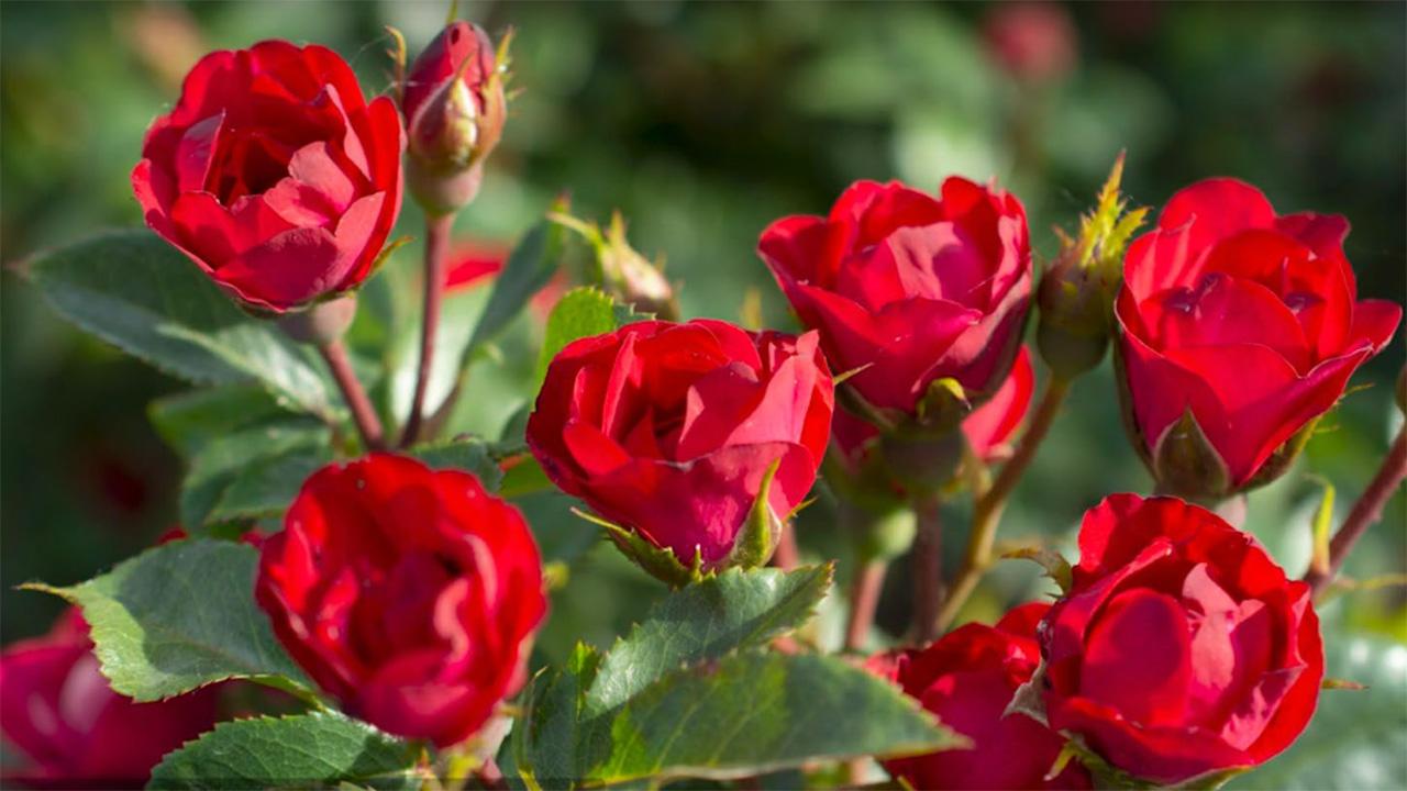 Red roses in a cluster on a bush with green leaves
