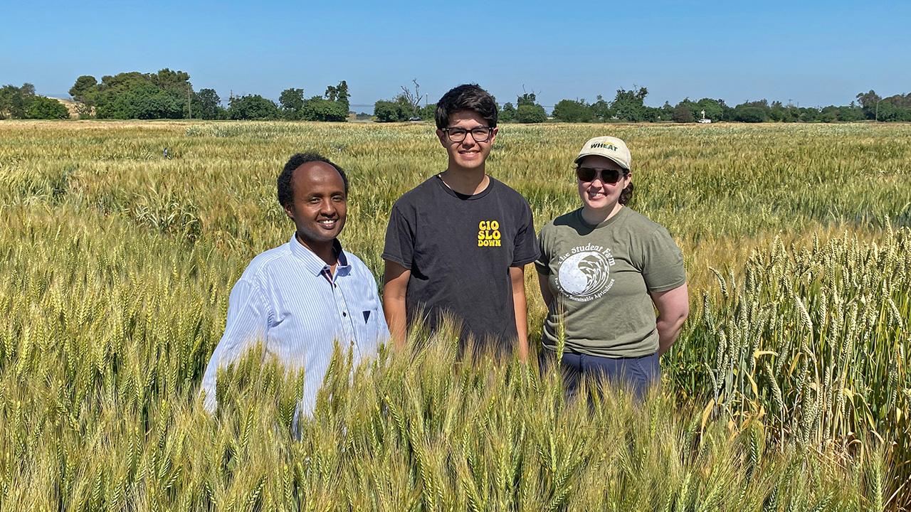 Two men and a woman stand in a field of waist-high, gold-green grasses.