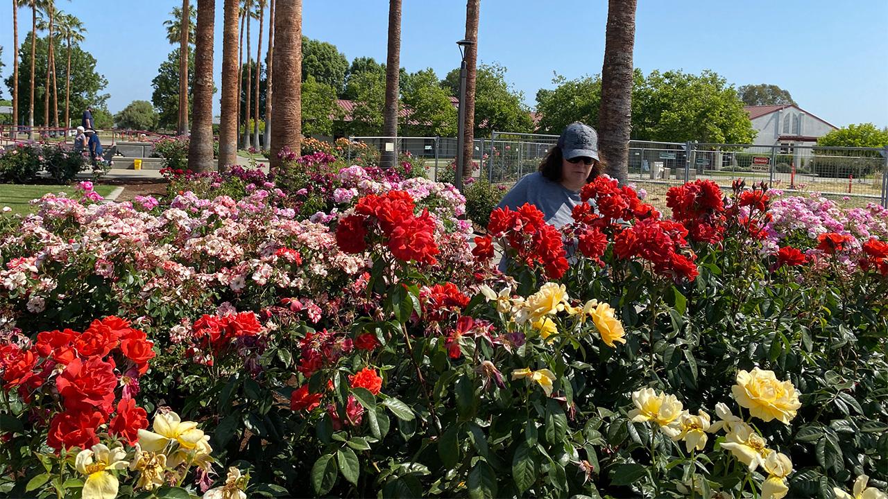 A woman works in an enormous bed of colorful roses - most of them red - with palm trees in the background and a blue sky
