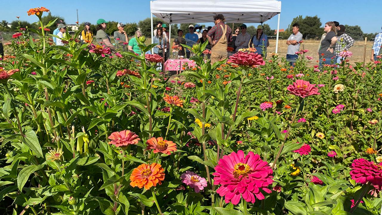 Bright pink flowers in a field, in the foreground. In the background, a white pop-up tent with people