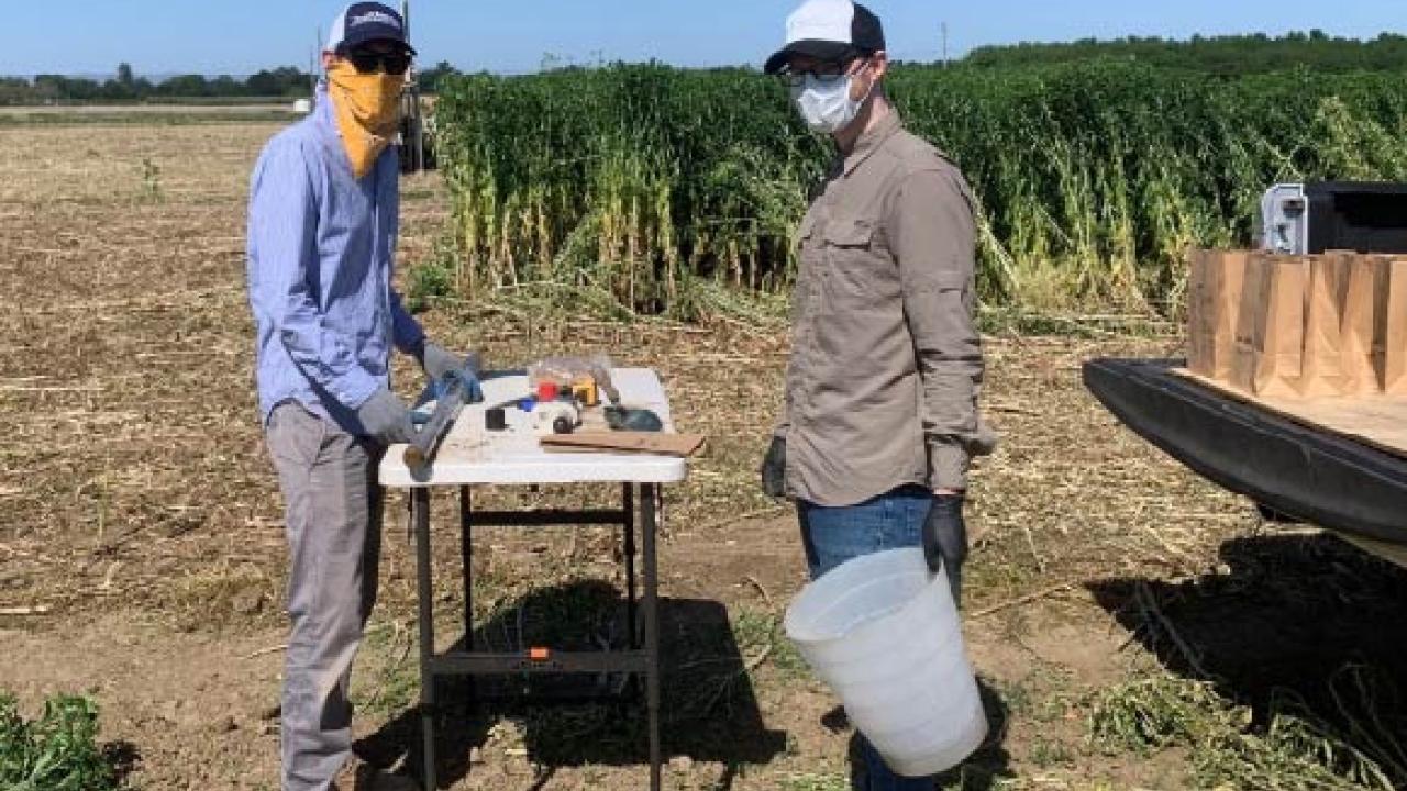 Professor Cameron Pittelkow (left) and Dr. Santiago Tamagno (right), a postdoc in Plant Sciences,  conducting soil sampling in May 2020. Photo by Dr. Steve Kaffka.