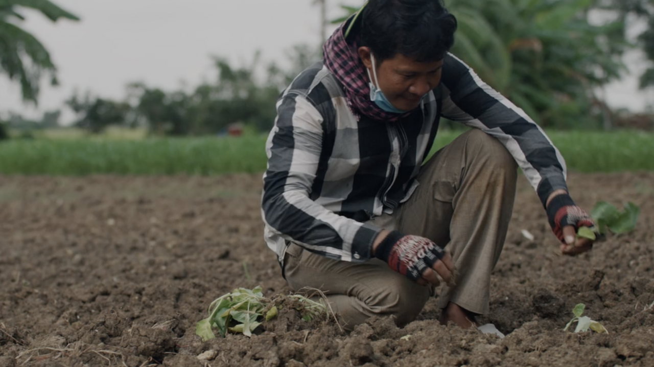 A Cambodian farmer kneels on upturned soil, planting a leafy green