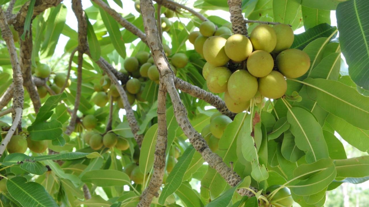 Shea tree fruit are a nutritious and valued food sources in rural communities. The seeds can also be turned into shea butter used in beauty products. Photo Credit: Iago Hale / UNH