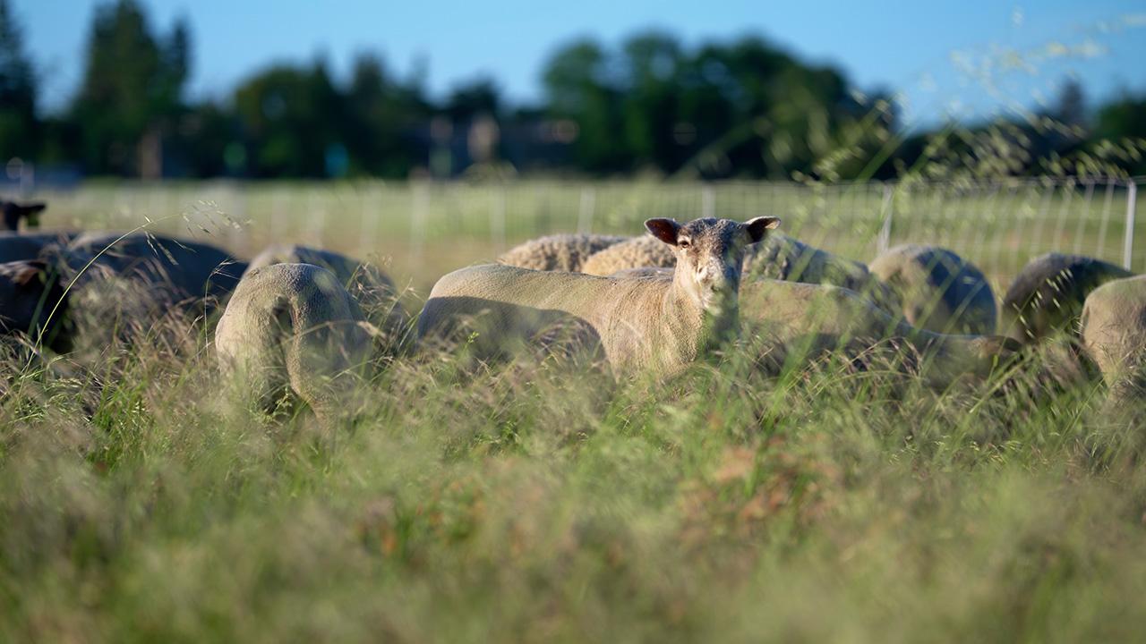 Pretty close-up shot of sheep grazing in tall grass in a mountain meadow. One sheep is looking straight at the camera.