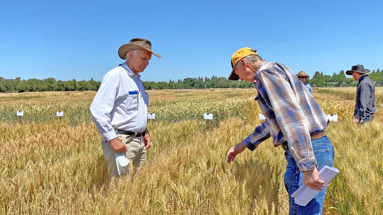 Two men in a wheat field looking at the plants. A third man to one side. Blue sky above.