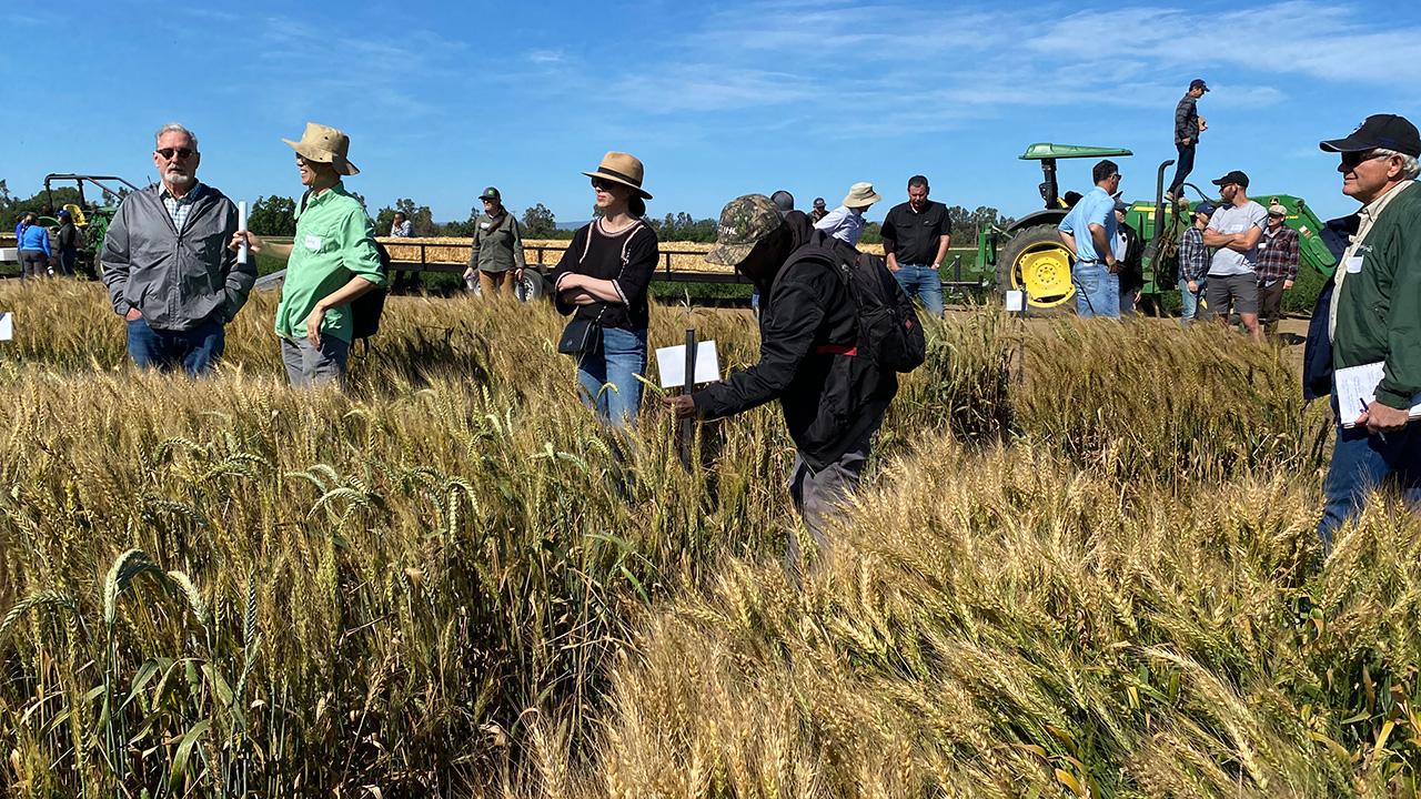 People standing amid plots of tall, golden grain. Blue sky above.