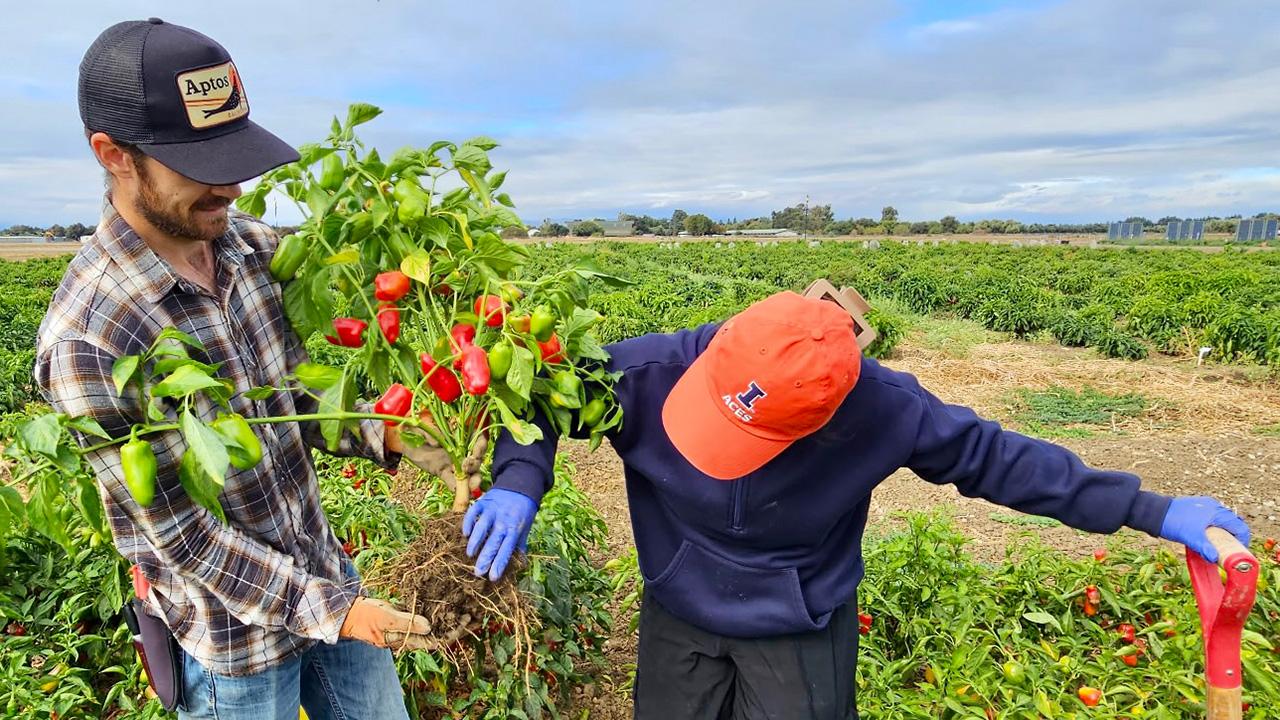 A man out in a field, holding a bushy plant with large, bright red peppers hanging on it. A woman is with him, her hand on the handle of a shovel.