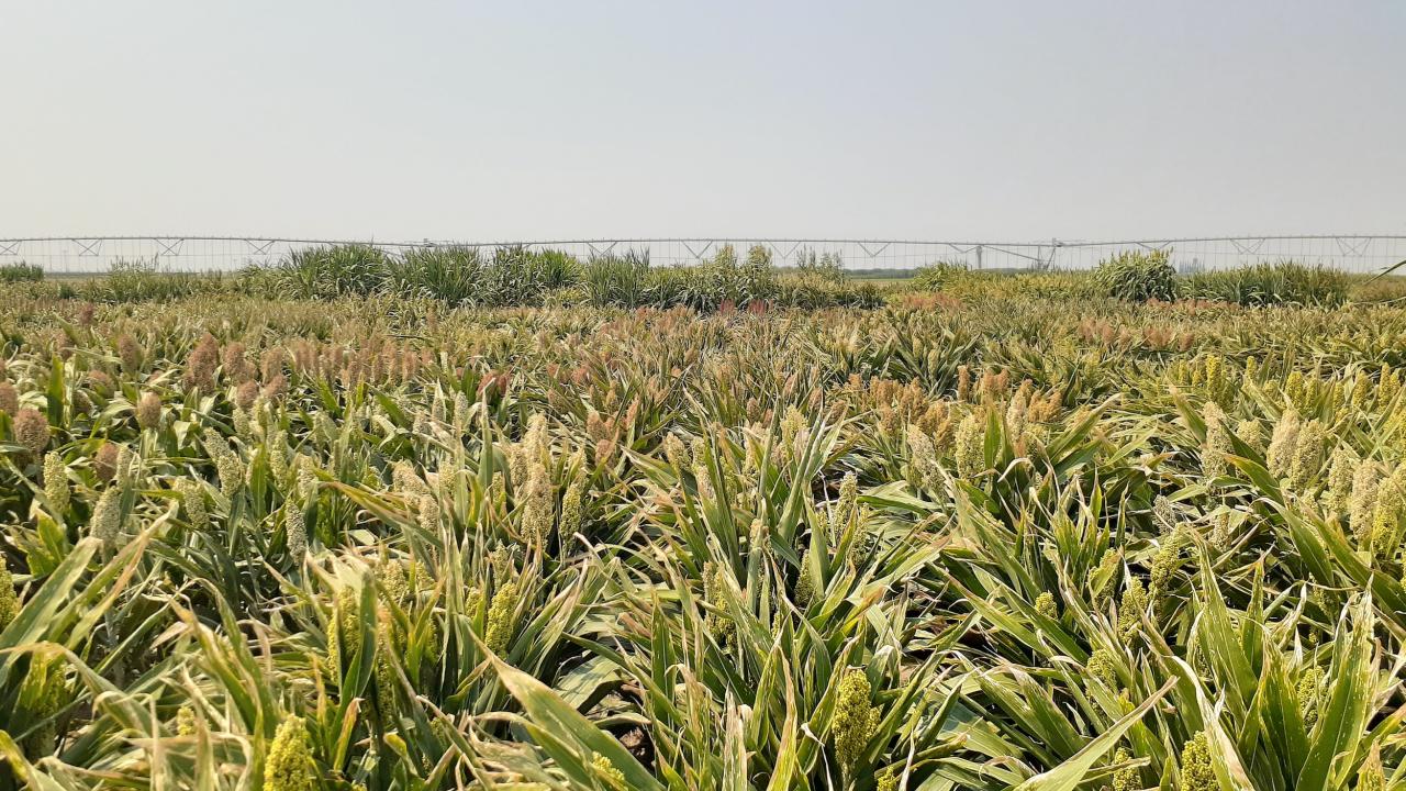 A field of flowering sorghum at midday. The sky is seen in the distance with no clouds.