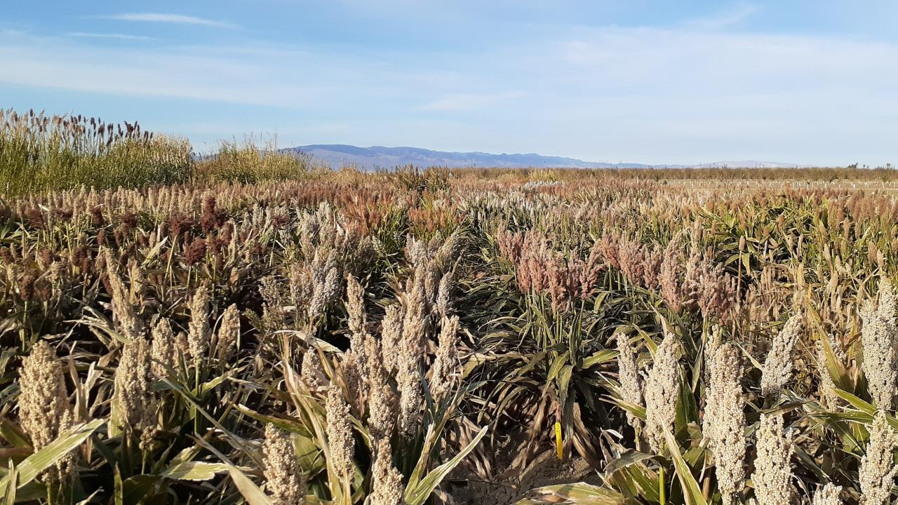 sorghum