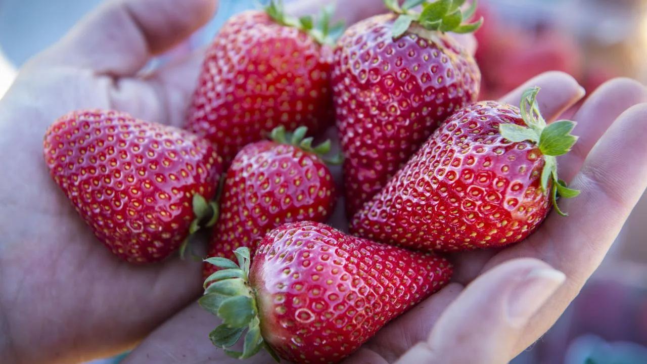 Close-up of a person's hand holding beautiful, red, perfect strawberries.