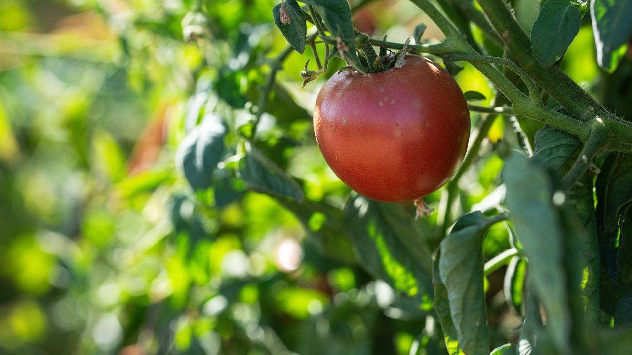 A large red tomato hanging from a green plant