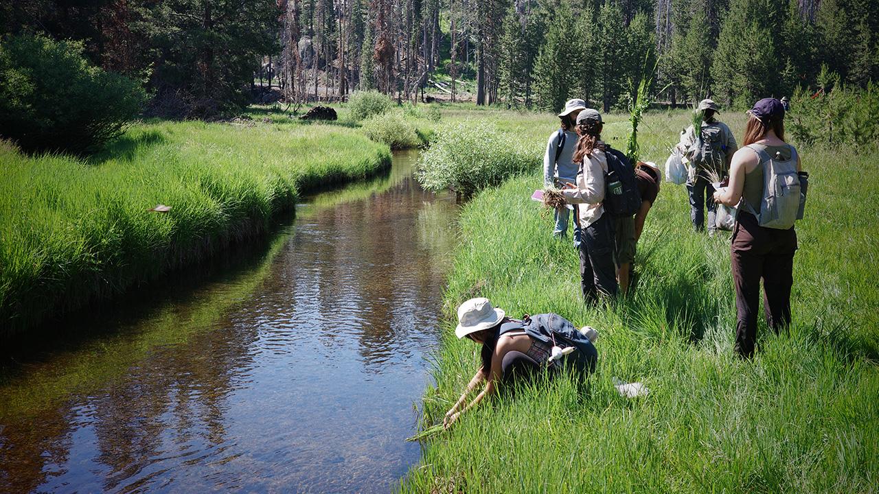 Stream flowing at the edge of a meadow and a forest with many burned trees. A young person in a hat is bent down at the edge of the streambank, arms stretched into the green grass.