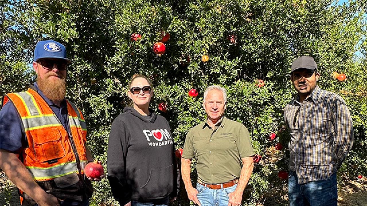 Four people standing by a pomegranate tree, you can see the red fruit