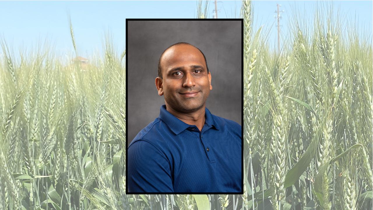 Photo of man smiling imposed over image close-up of wheat growing