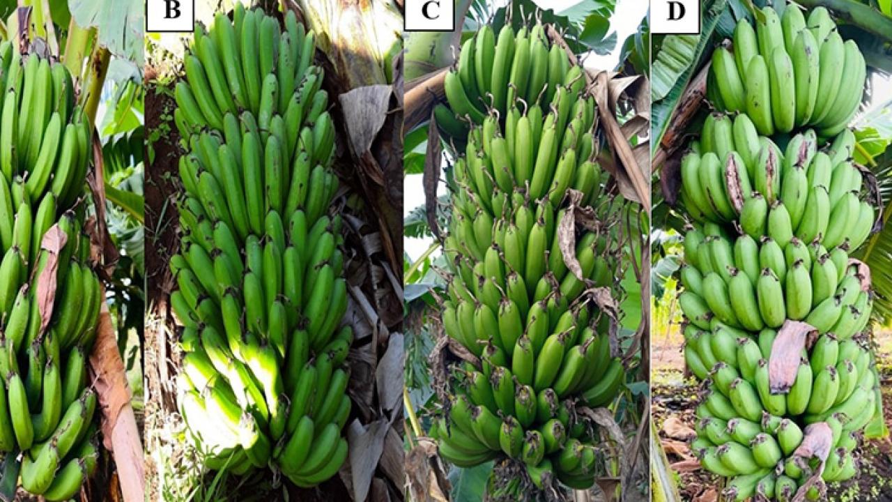 Side-by-side are 4 large branches of green bananas, each one looks a little different.