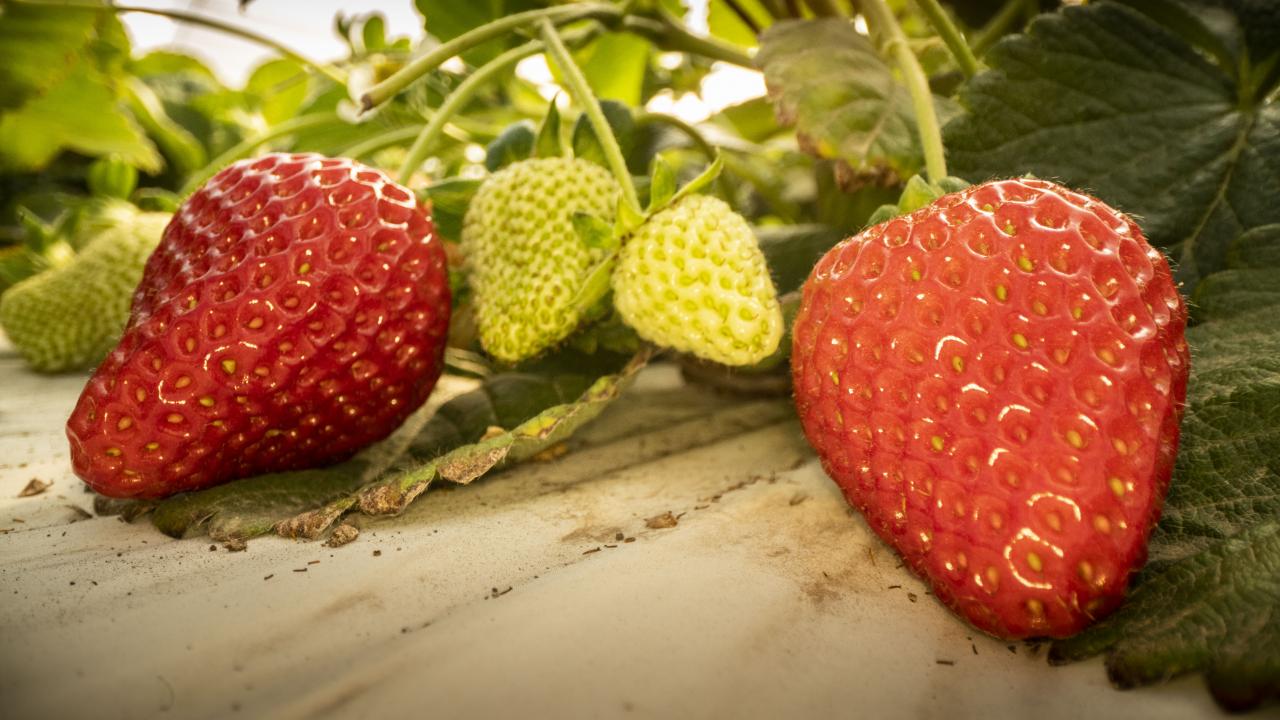 UC Davis Finn strawberry cultivar