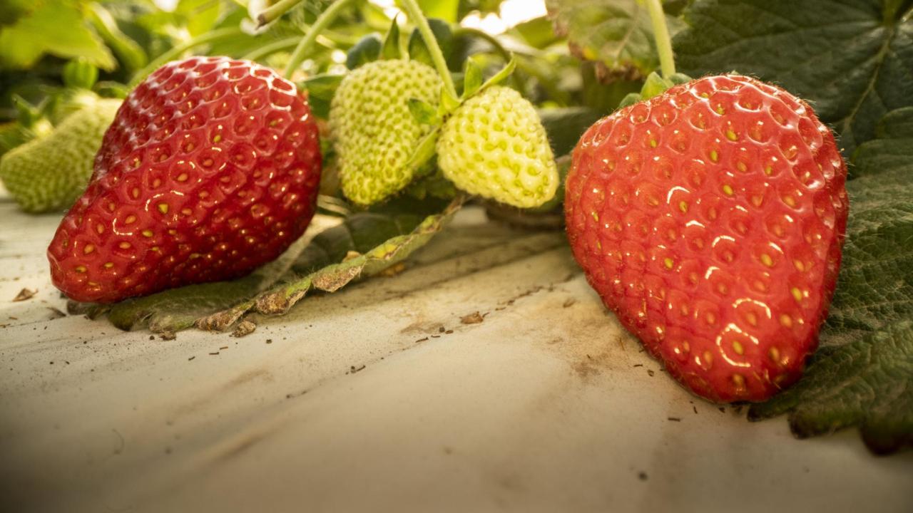 UC Davis Finn strawberry cultivar