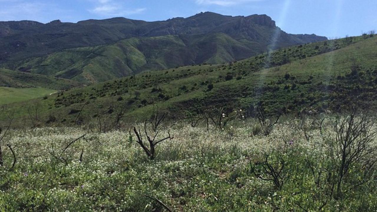 Landscape of low, dry mountains and in the foreground, bushes with white flowers