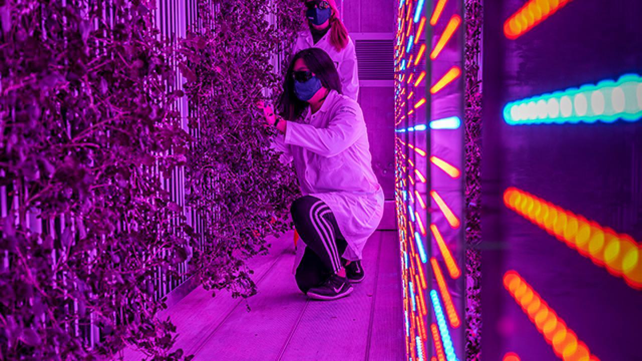 A female graduate student inspects watercress in a vertical farming container