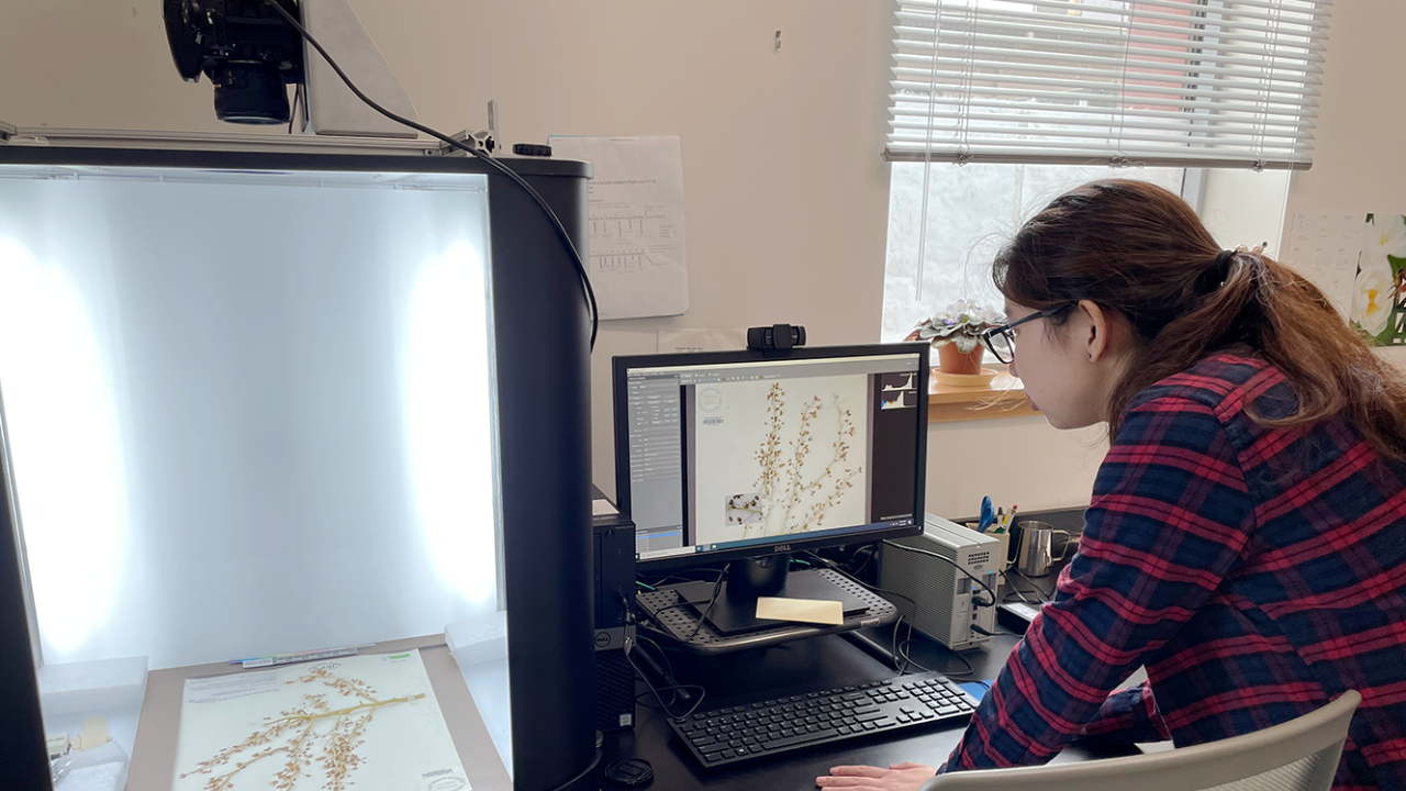 Woman leaning over a computer monitor that showed a pressed, dried plant