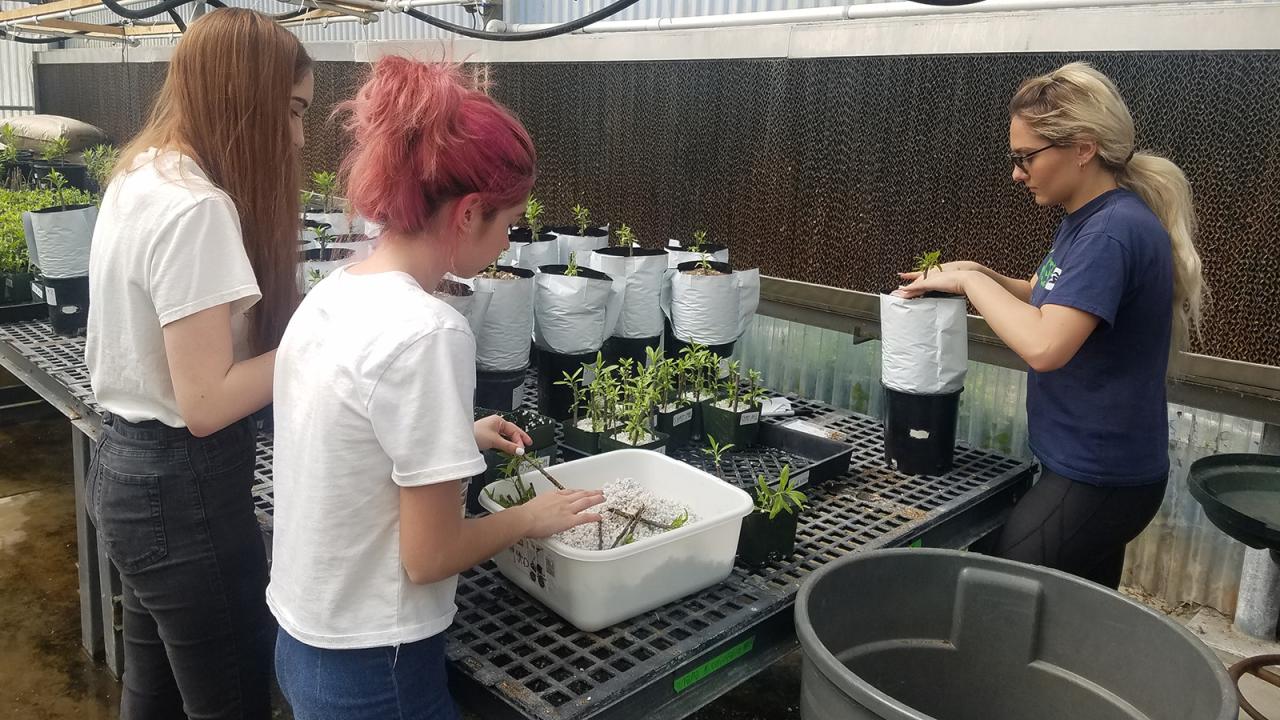 Three girls working on plants in a greenhouse