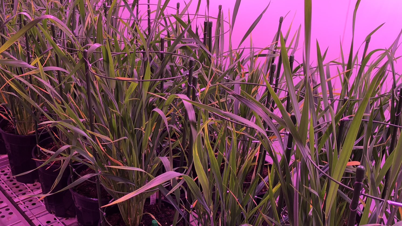 Wheat was grown in an office in Australia and monitored to learn more about differences between individual plants in rates of photosynthetic efficiency.