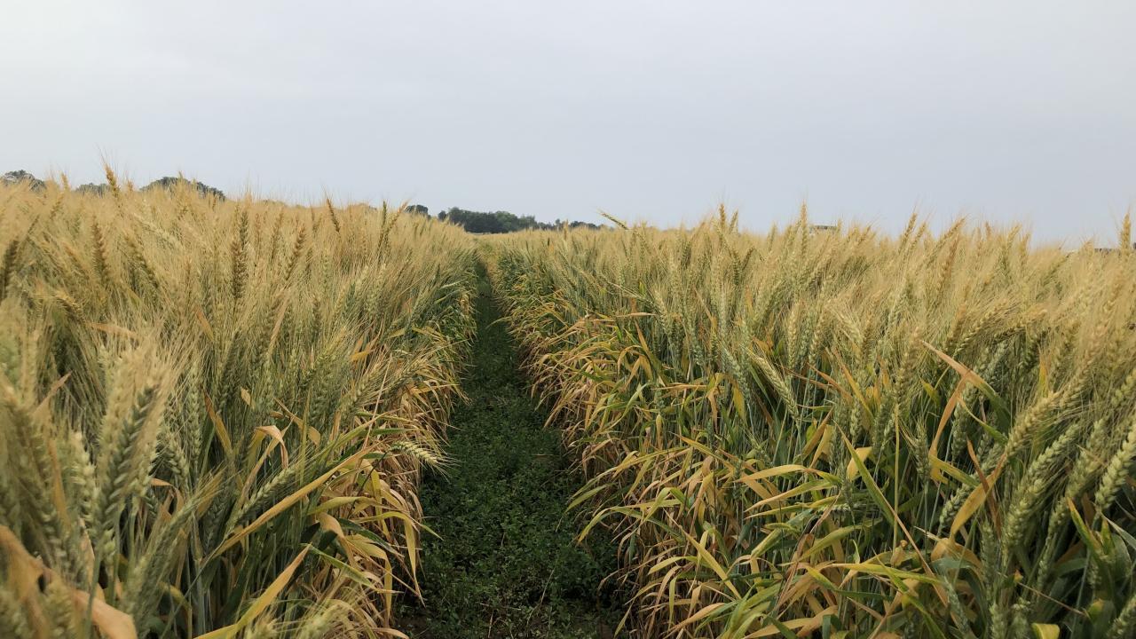 Field of wheat