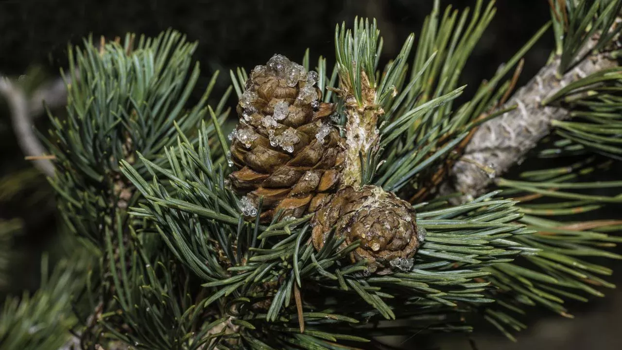 Close-up view of a short-needled pine tree and a pine cone.