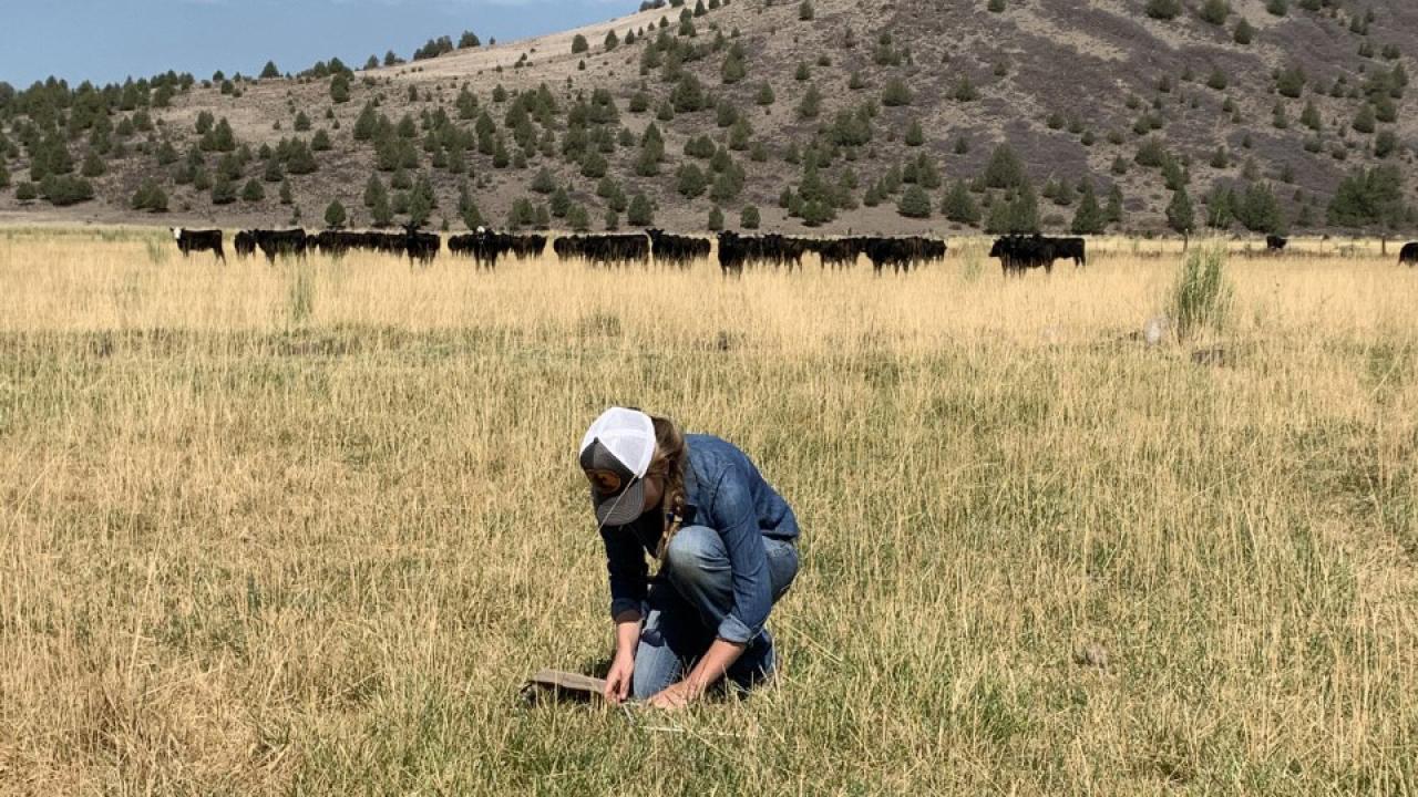 Woman squatting down in a pasture of medium-high grass, looking intently at something on the ground.