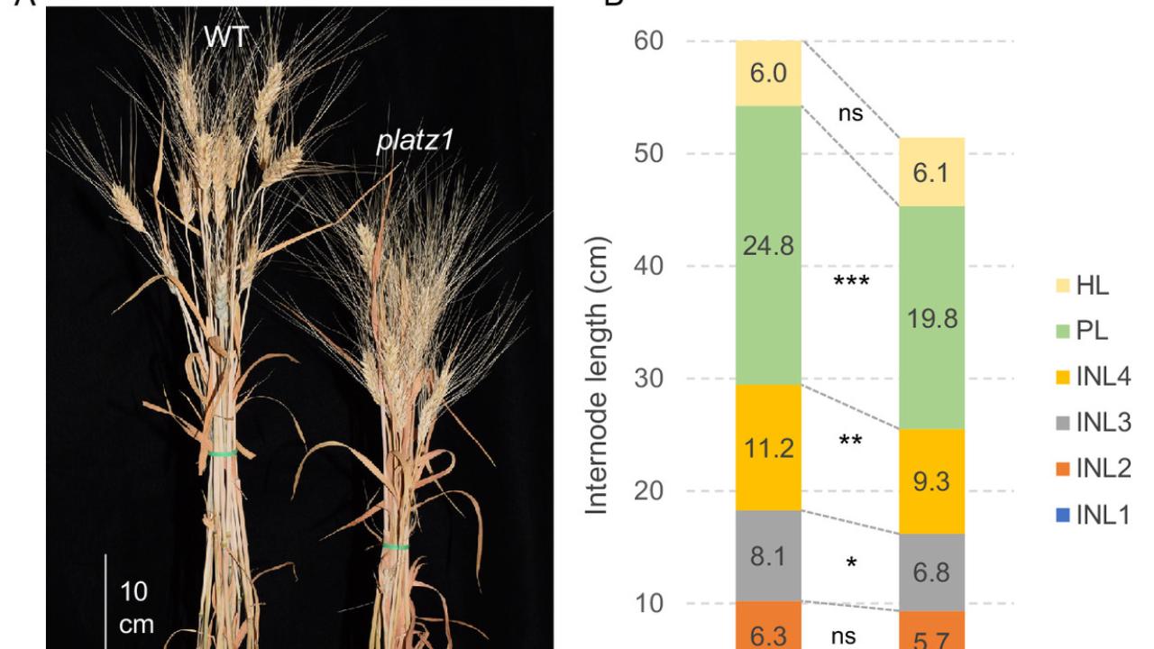 image of two bunches of wheat, one bunch longer than the other.