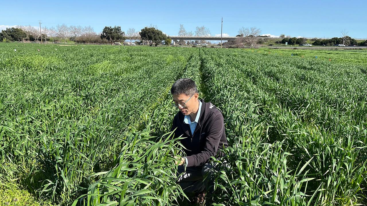 Man in a field of tall, green grass. Blue sky above