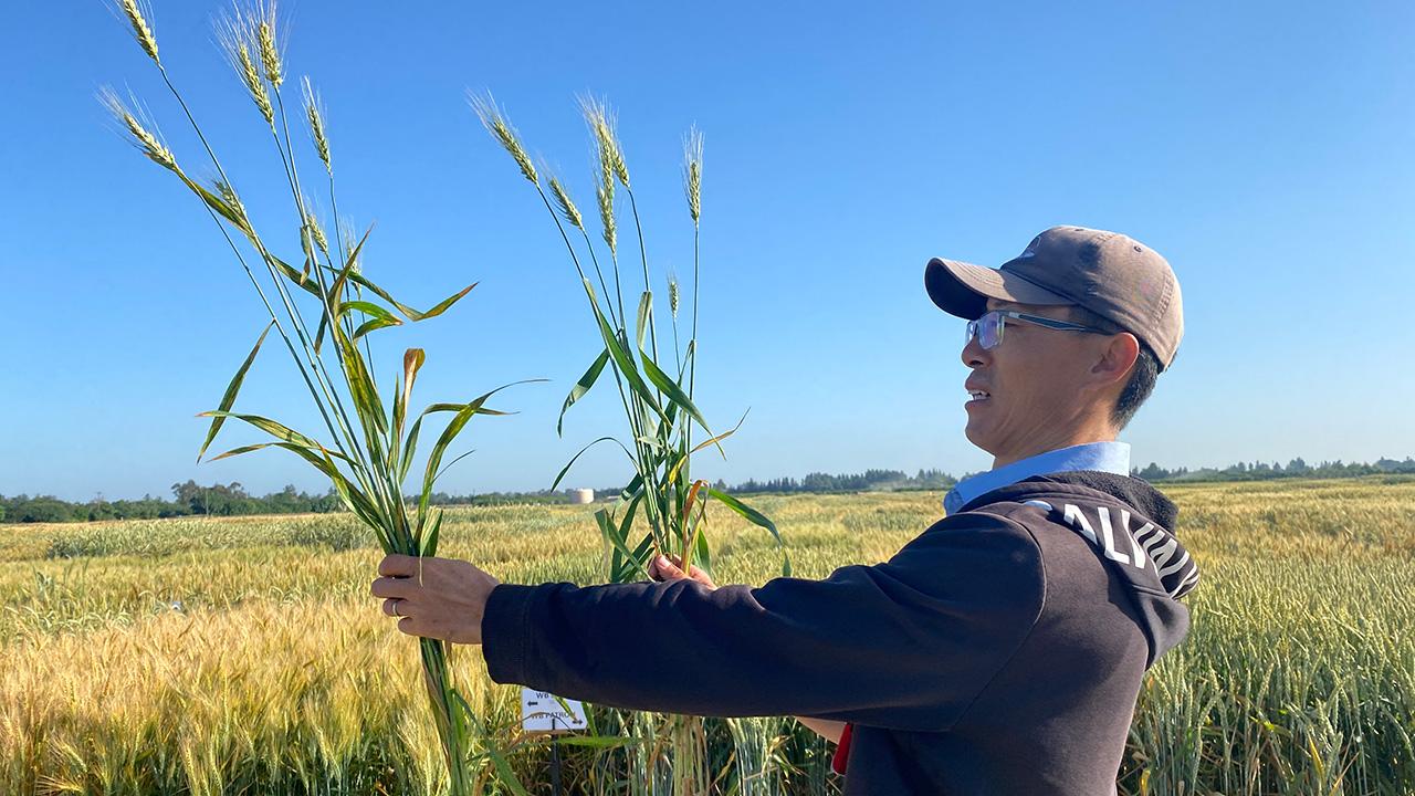 Man in a field of golden grain. He's holding two plants, one taller than the other, and looking at them. Blue sky above.