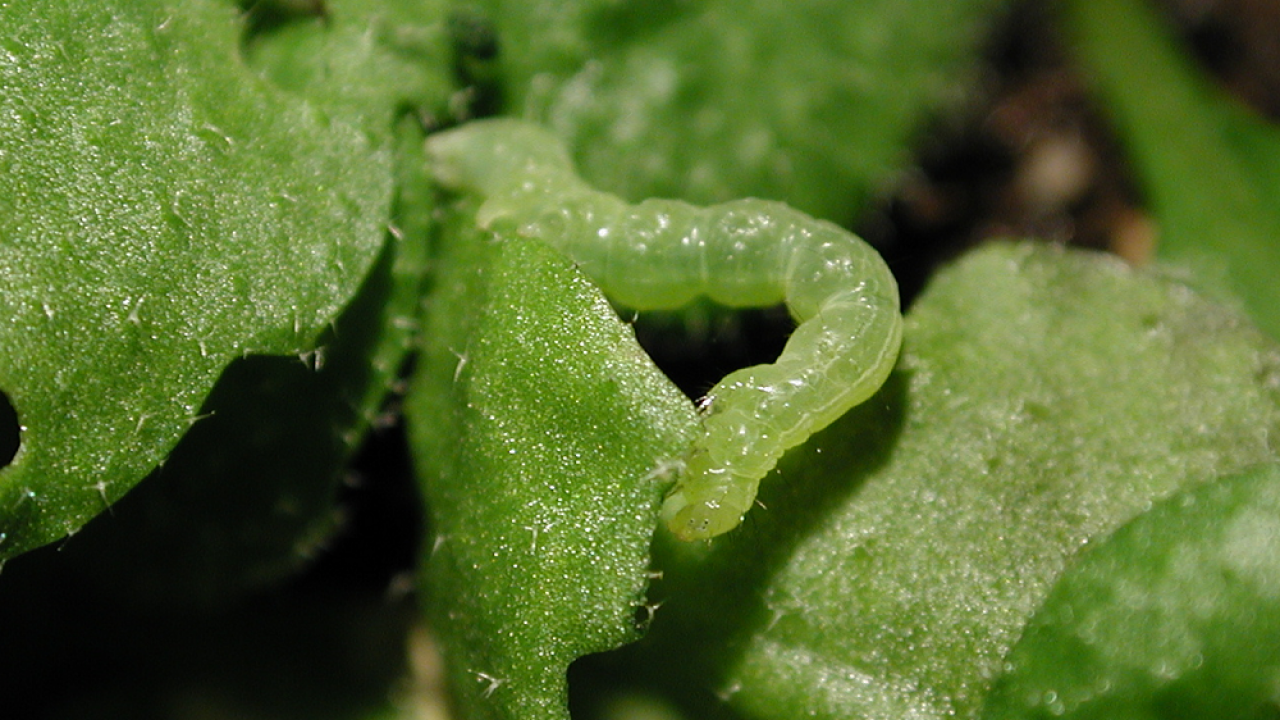 A small worm-like insect is curved into an S-shape as it eats leaves