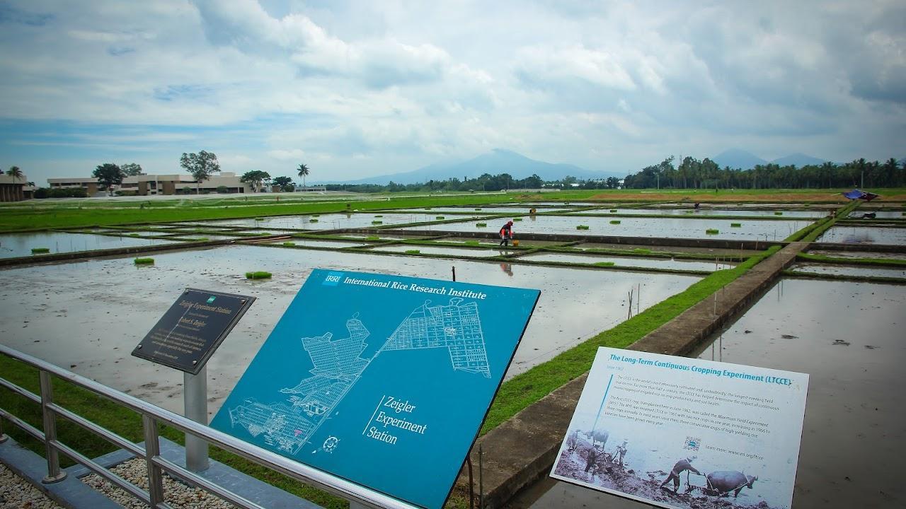 The International Rice Research Institute experiment site in the Philippines.