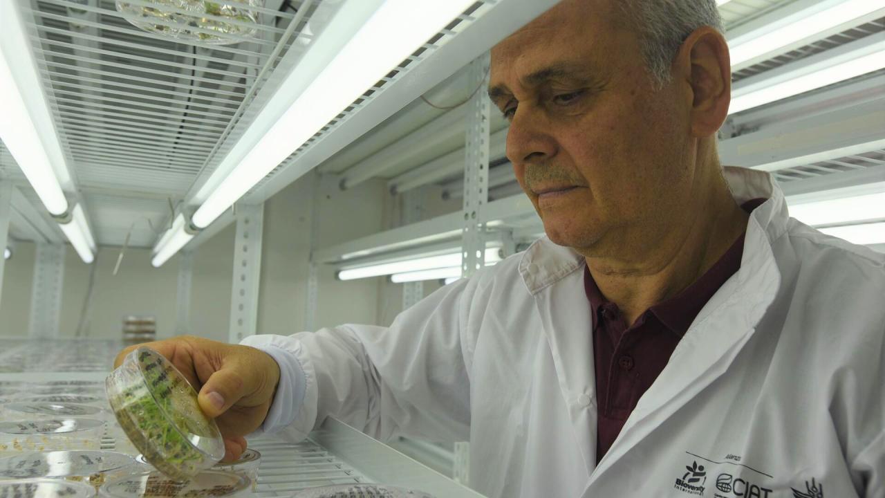 Man oversees greenhouse crops