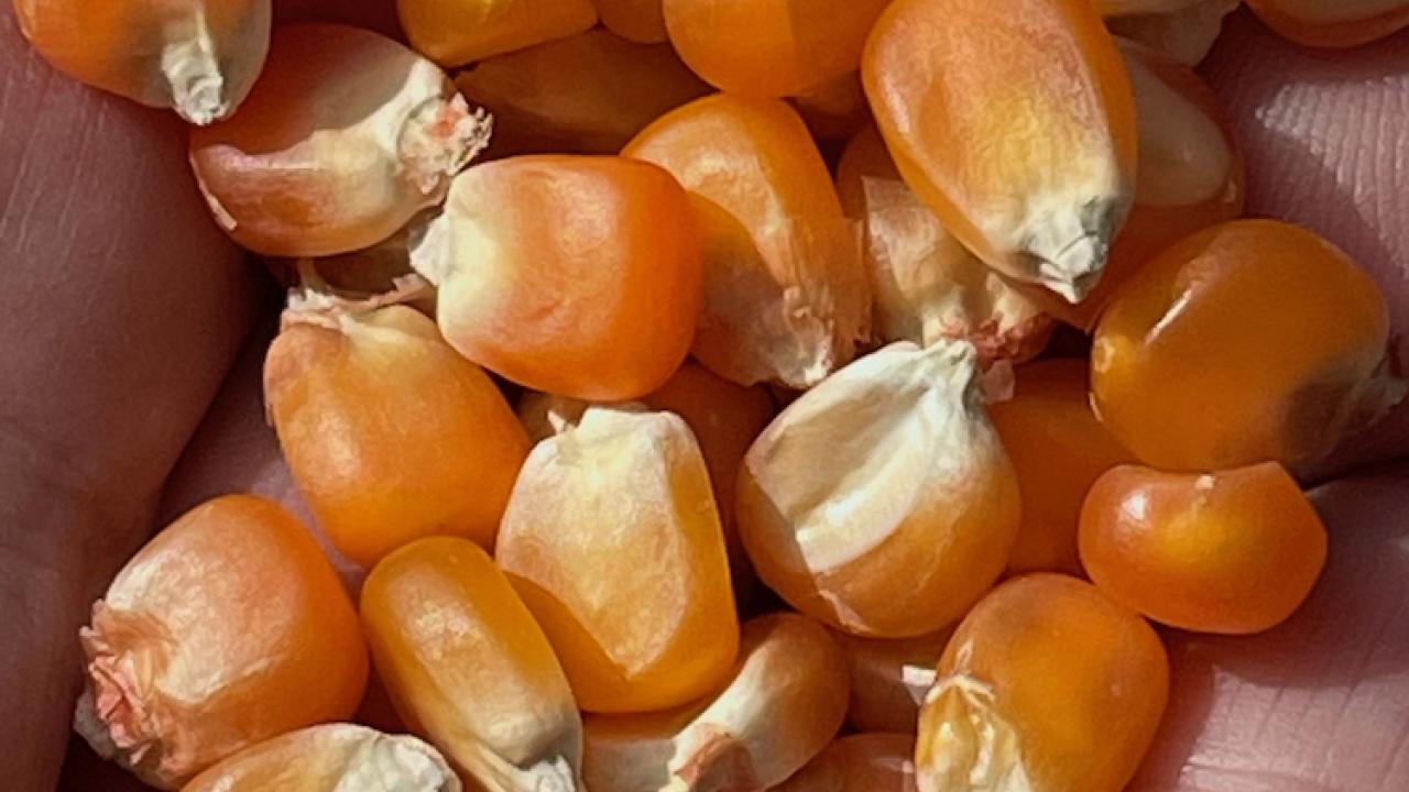 Orange corn kernels cupped between palms