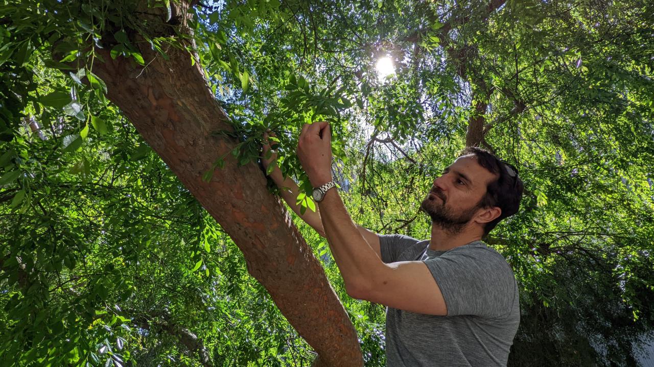 Alessandro Ossola is inspecting a tree. THere's green leaves all around him with the sun coming througoh them. 