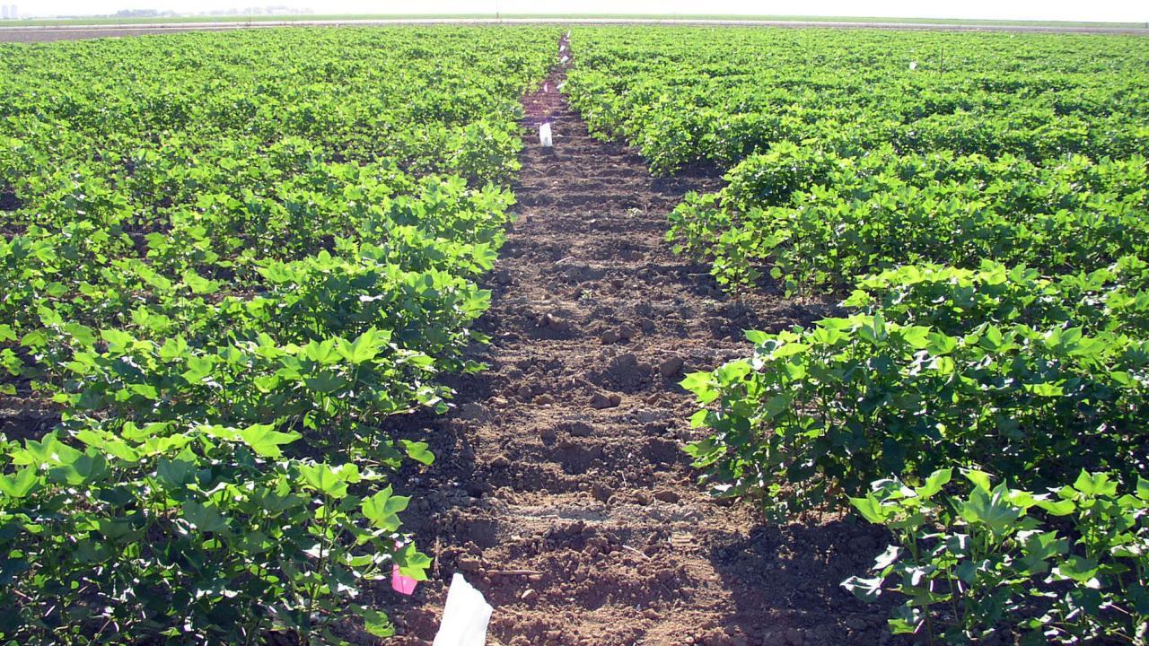 On the left and right: shrubs reaching just above the ankle are packed in tight horizontal rows. A dirt walkway bisects the rows vertically.