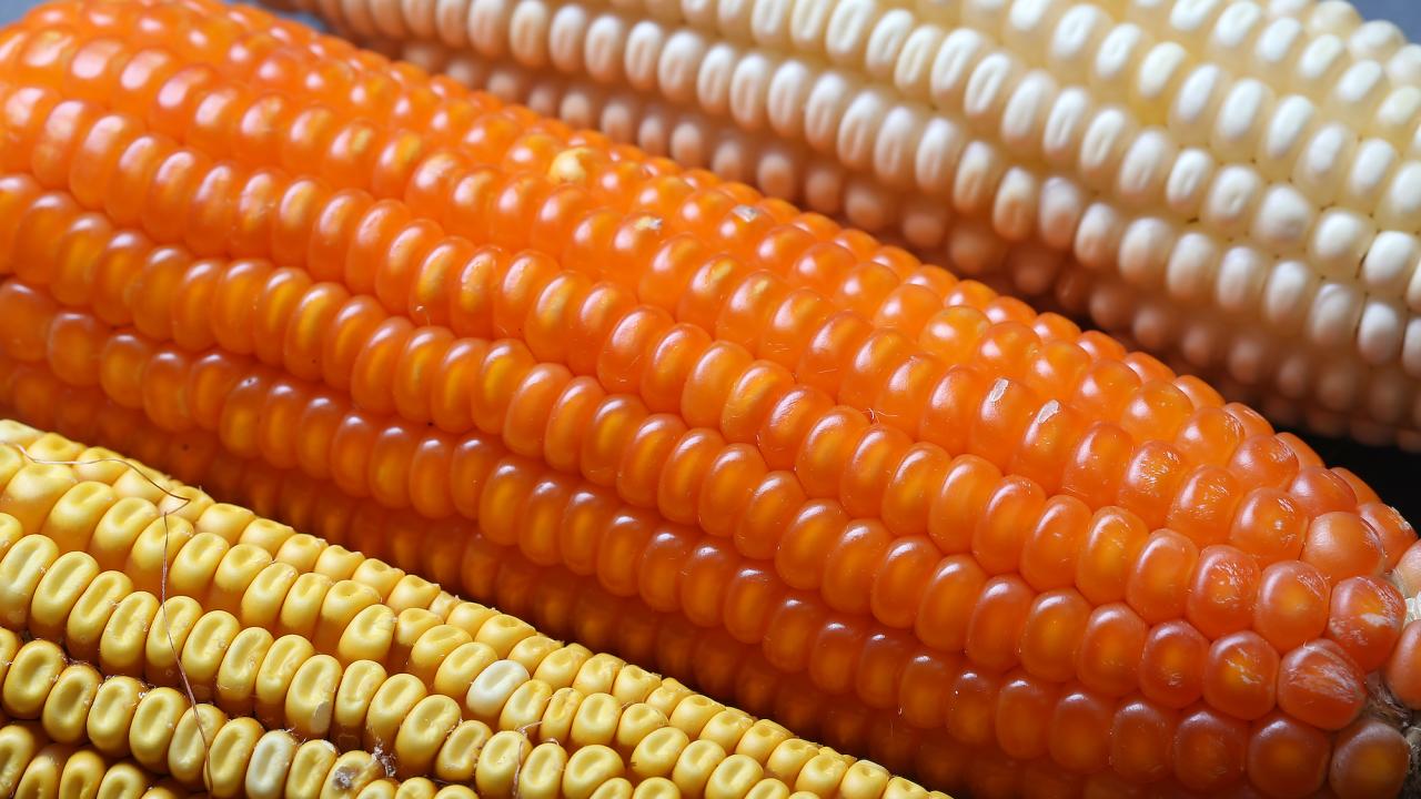 Three different colored variants of corn arranged in a row