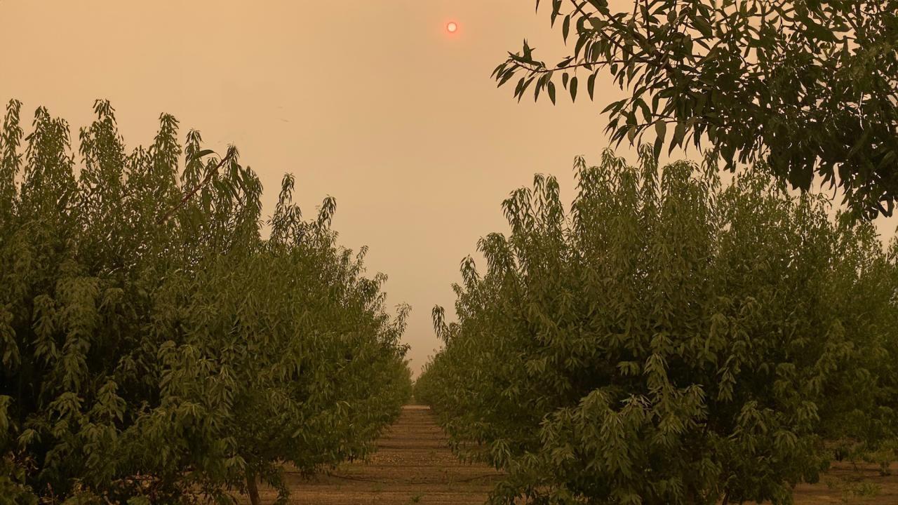 Roundish trees are silhouetted against a creepy orange-gray sky.