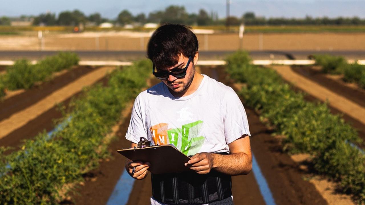 Christian Silva, fourth-year Ph.D. candidate in the Blanco Lab, in a tomato field