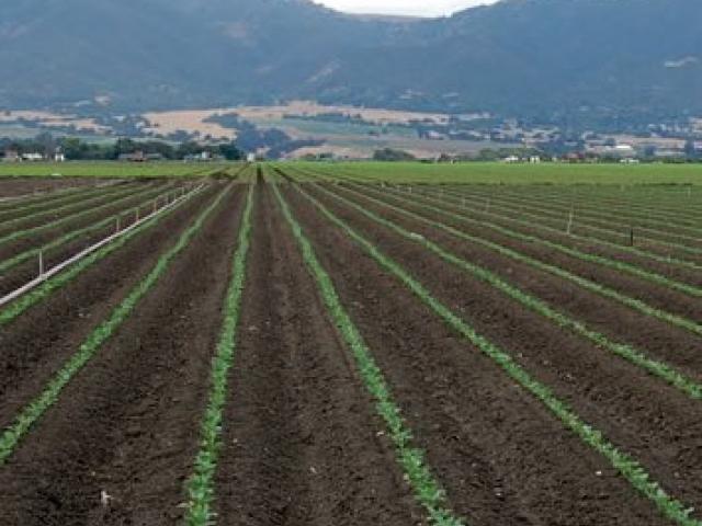 Salinas valley in California