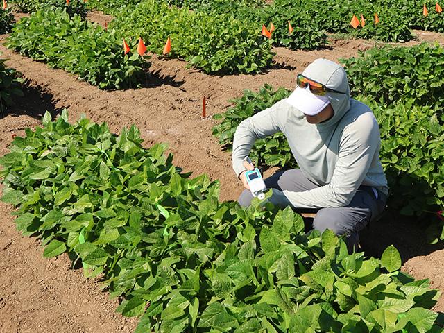Plant Sciences graduate student working in the field.