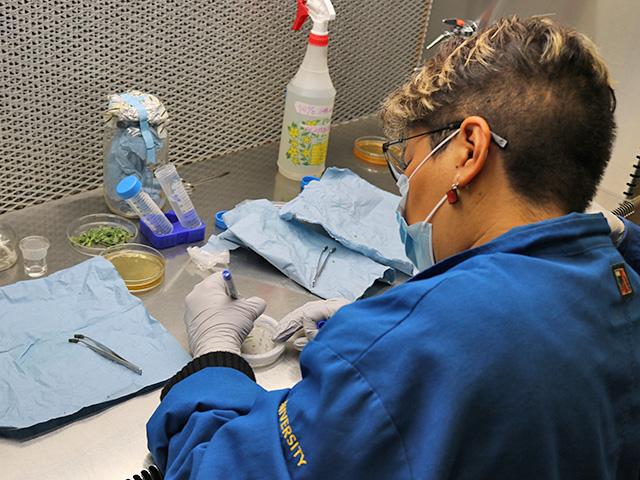 plant sciences research in a fume hood