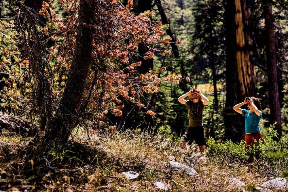 A male and a female use binoculars to look up into a tree in wooded area. Dry grass stands before them.